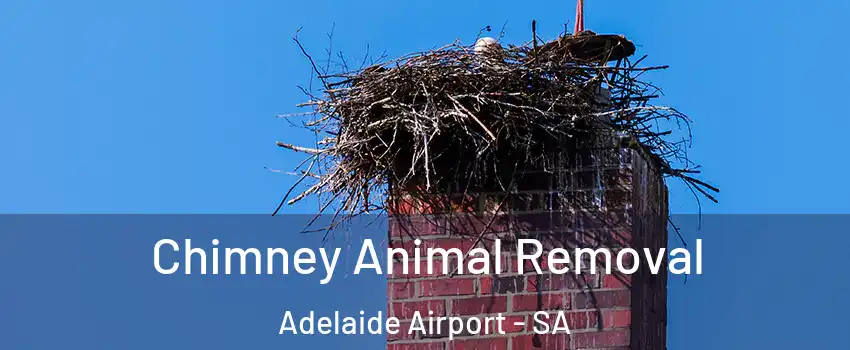 Chimney Animal Removal Adelaide Airport - SA