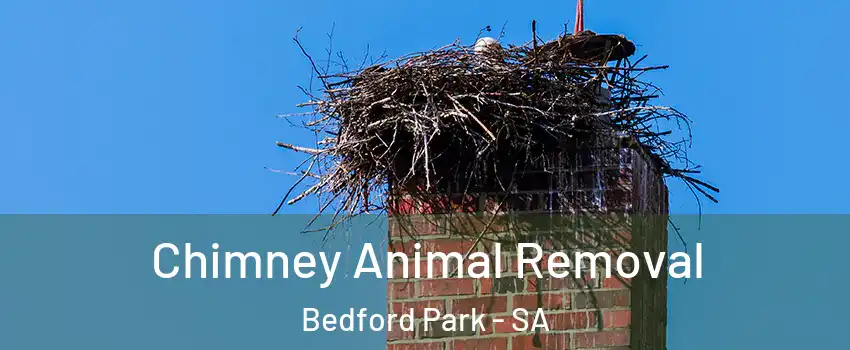 Chimney Animal Removal Bedford Park - SA