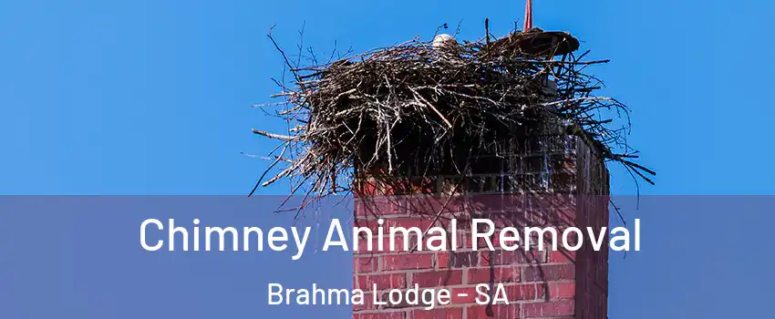 Chimney Animal Removal Brahma Lodge - SA