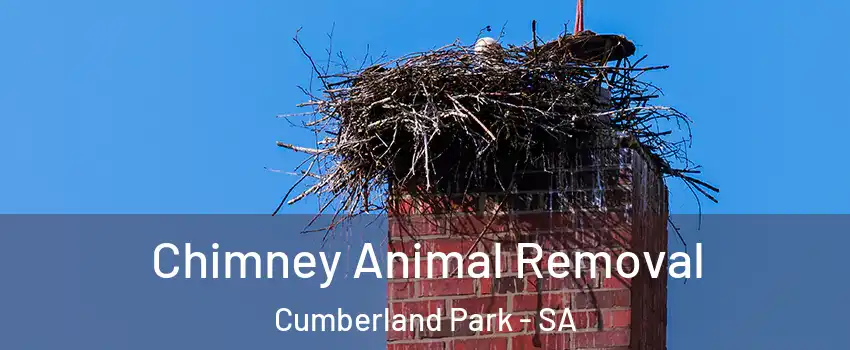 Chimney Animal Removal Cumberland Park - SA