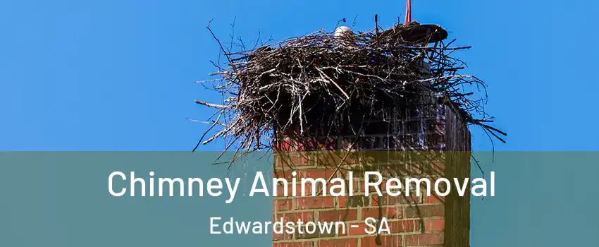Chimney Animal Removal Edwardstown - SA