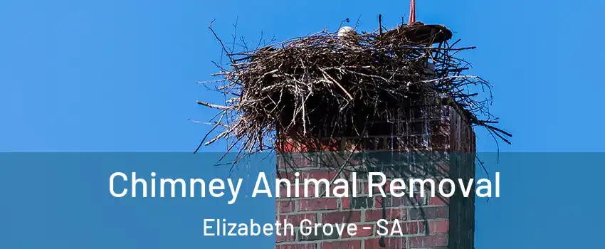 Chimney Animal Removal Elizabeth Grove - SA