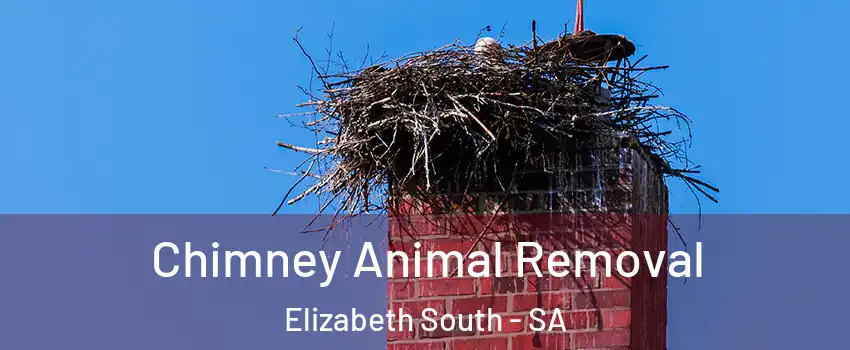 Chimney Animal Removal Elizabeth South - SA