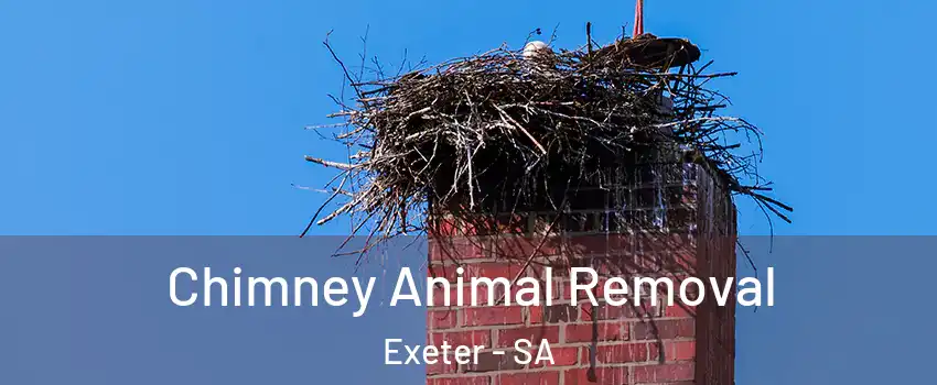 Chimney Animal Removal Exeter - SA