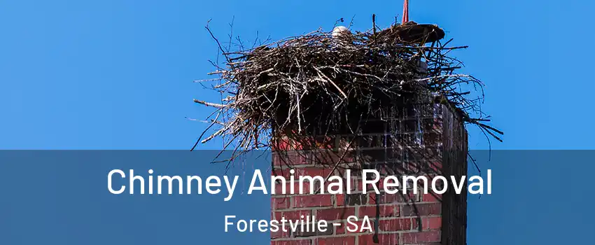 Chimney Animal Removal Forestville - SA