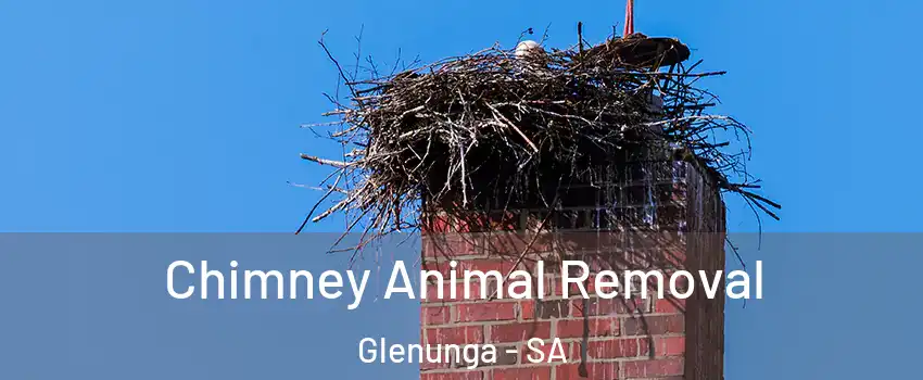  Chimney Animal Removal Glenunga - SA