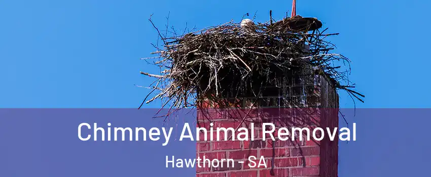 Chimney Animal Removal Hawthorn - SA