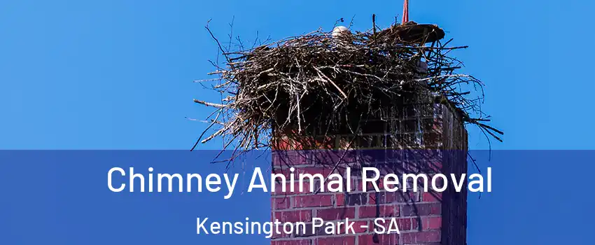  Chimney Animal Removal Kensington Park - SA