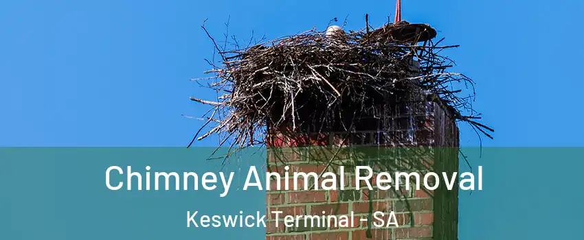  Chimney Animal Removal Keswick Terminal - SA