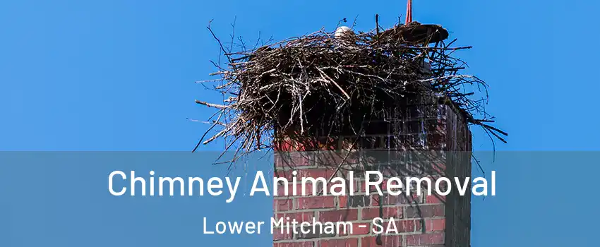  Chimney Animal Removal Lower Mitcham - SA
