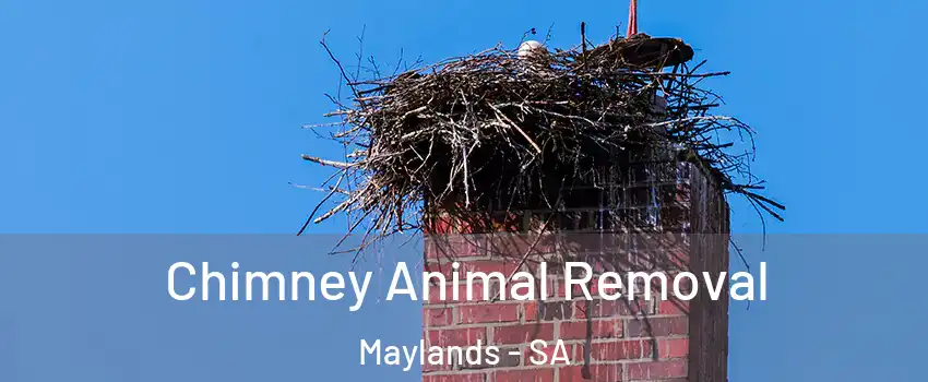 Chimney Animal Removal Maylands - SA
