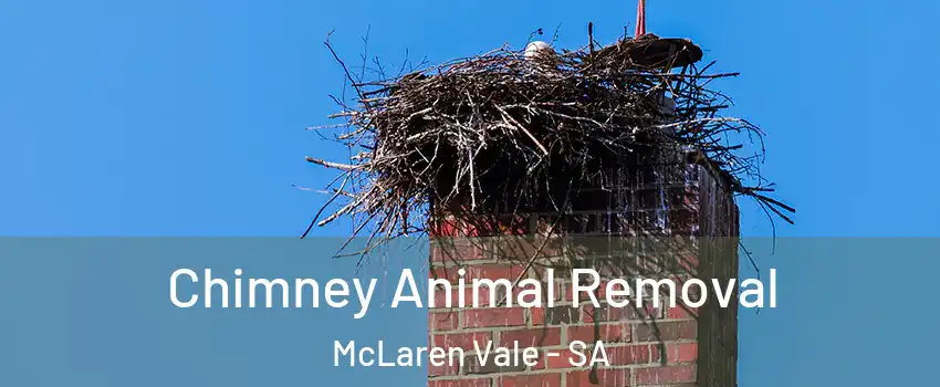 Chimney Animal Removal McLaren Vale - SA