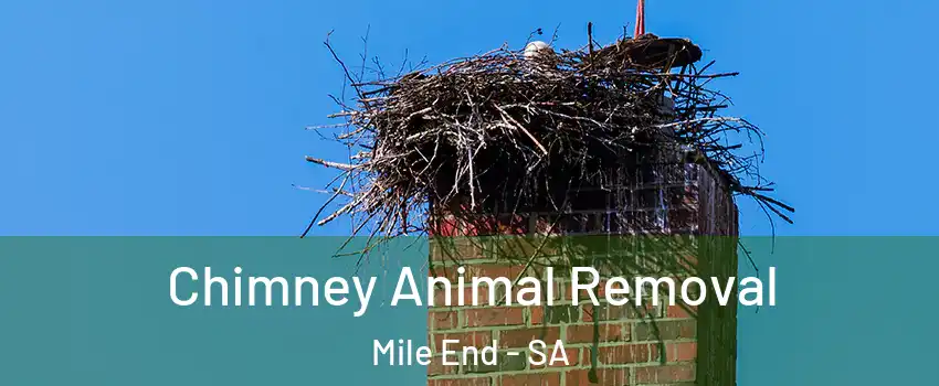  Chimney Animal Removal Mile End - SA