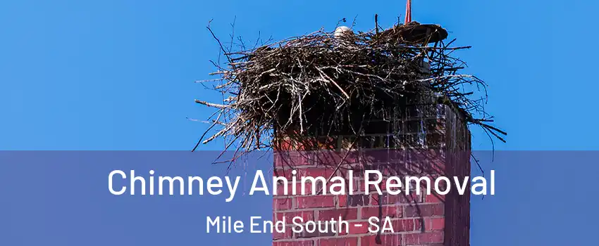  Chimney Animal Removal Mile End South - SA