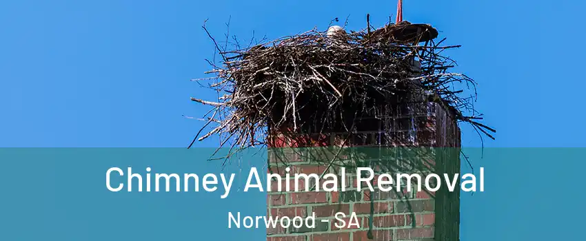 Chimney Animal Removal Norwood - SA