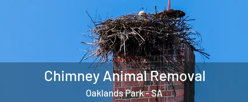 Chimney Animal Removal Oaklands Park - SA