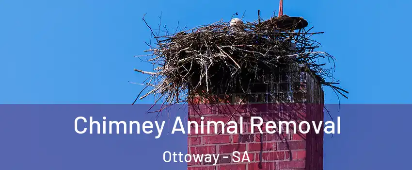  Chimney Animal Removal Ottoway - SA