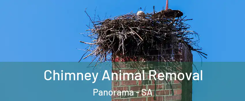  Chimney Animal Removal Panorama - SA