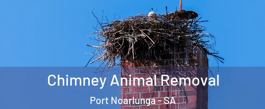  Chimney Animal Removal Port Noarlunga - SA