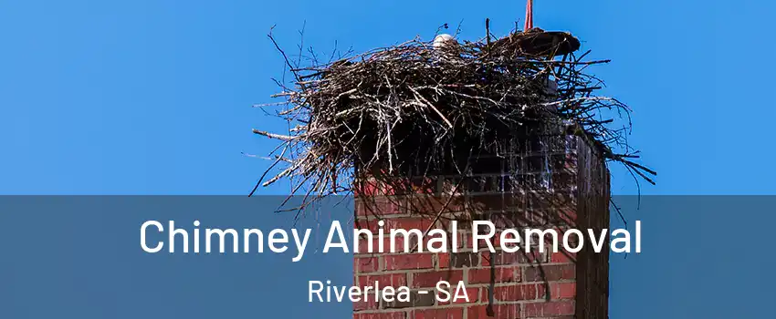 Chimney Animal Removal Riverlea - SA
