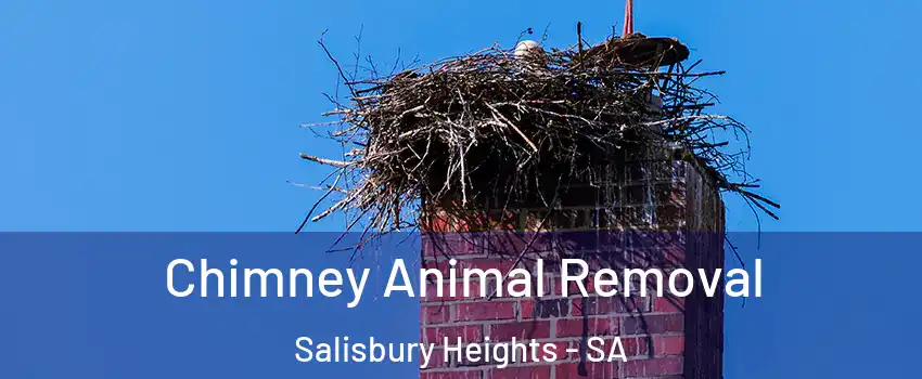  Chimney Animal Removal Salisbury Heights - SA