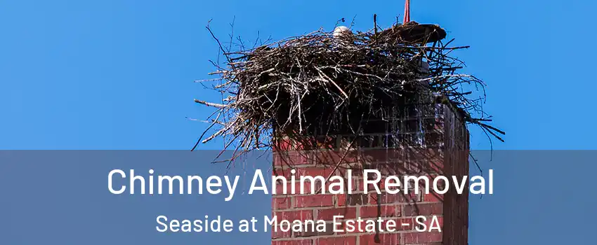  Chimney Animal Removal Seaside at Moana Estate - SA