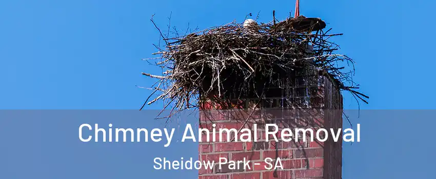  Chimney Animal Removal Sheidow Park - SA
