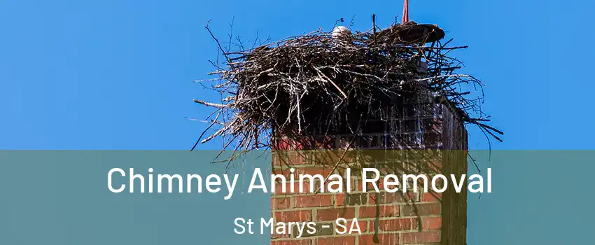 Chimney Animal Removal St Marys - SA