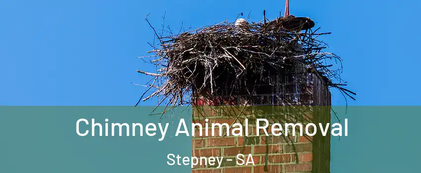  Chimney Animal Removal Stepney - SA