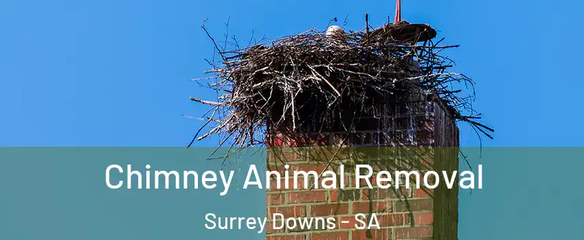  Chimney Animal Removal Surrey Downs - SA