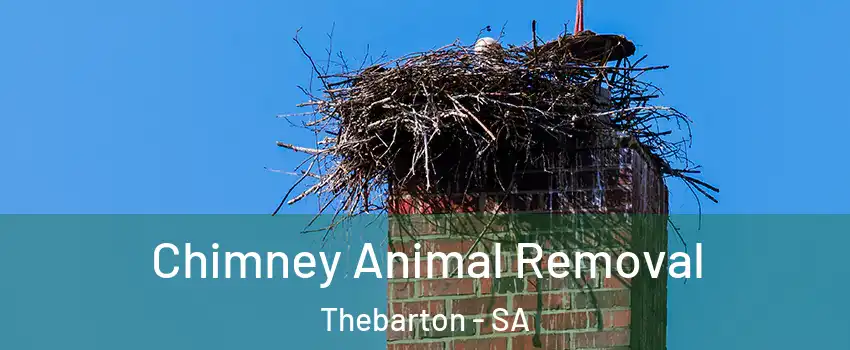  Chimney Animal Removal Thebarton - SA