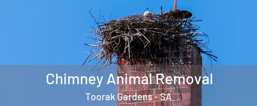  Chimney Animal Removal Toorak Gardens - SA
