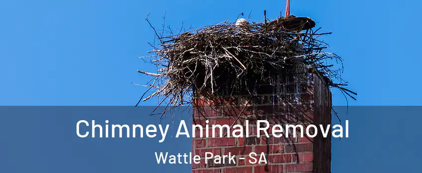  Chimney Animal Removal Wattle Park - SA
