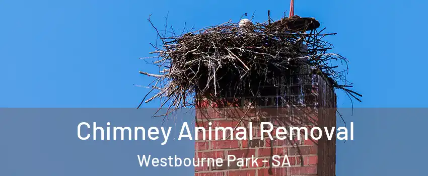  Chimney Animal Removal Westbourne Park - SA