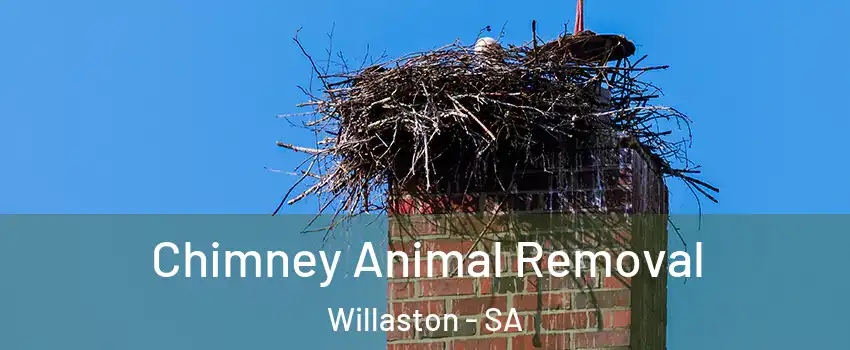  Chimney Animal Removal Willaston - SA